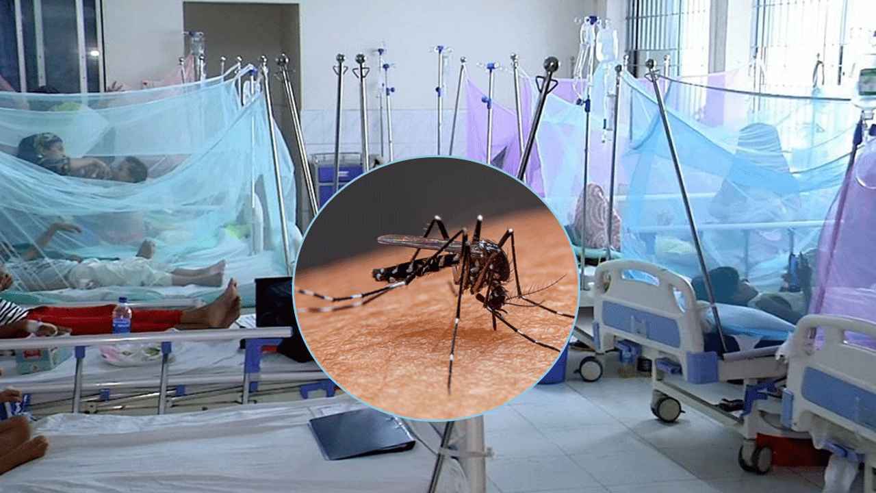 February 4 2025/Dengue_20241116_193437140_20241124_180240368.jpg